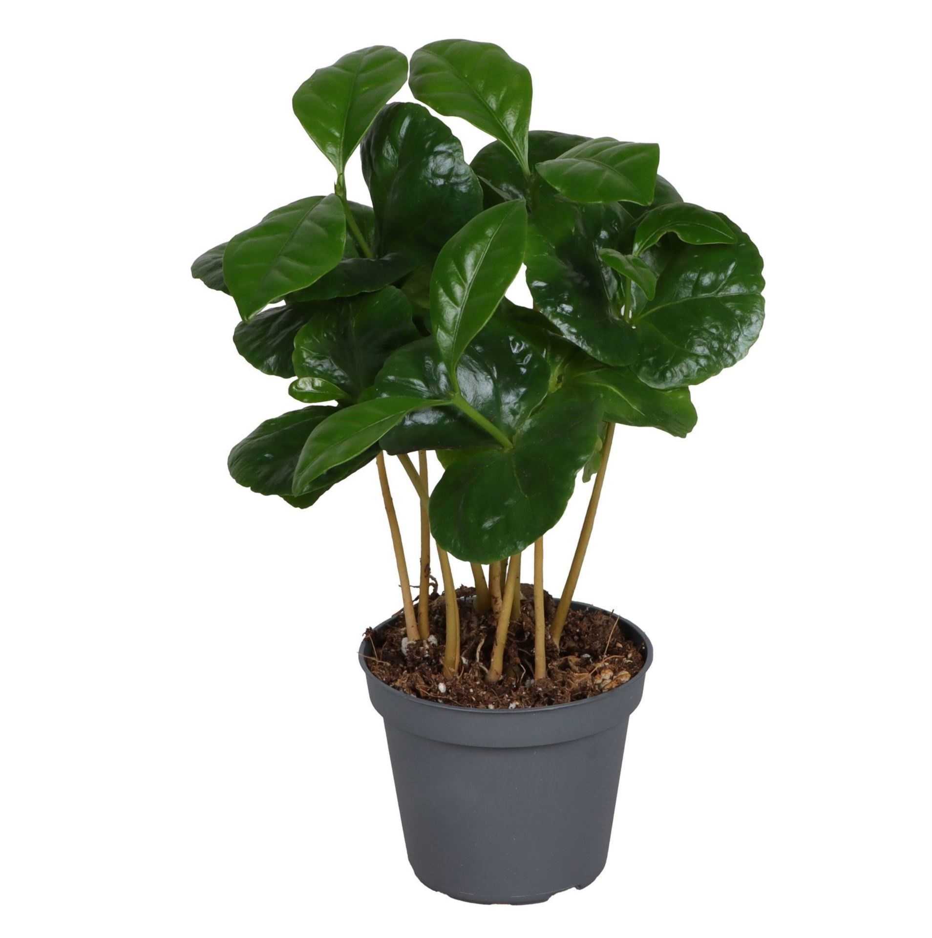 Coffea arabica