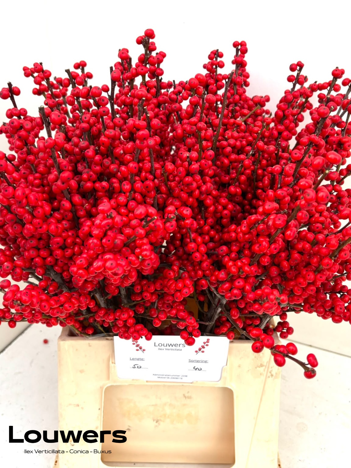 Ilex Verticlilata 50cm