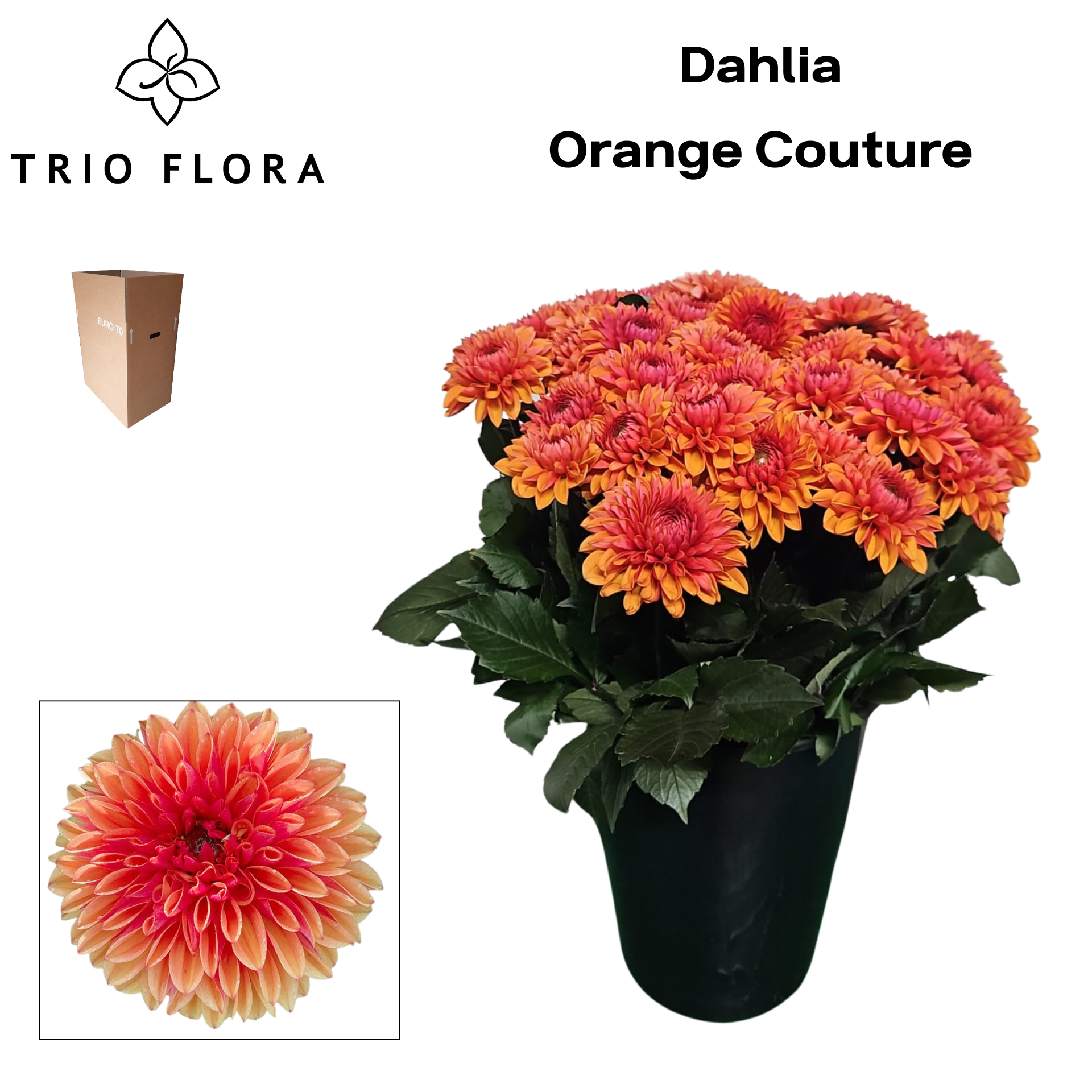 Dahl Orange Couture Aqua Box