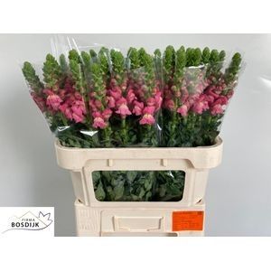Antirrhinum Avignon Cool Pink 70cm