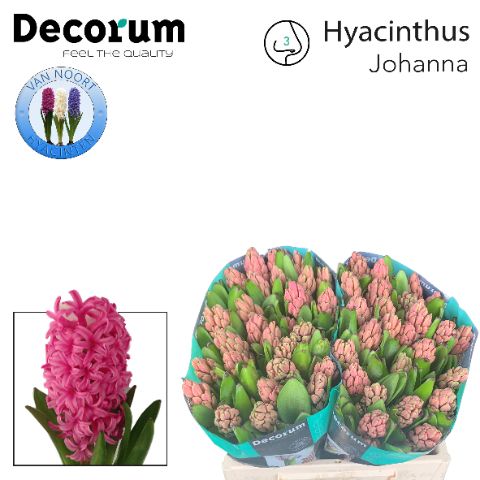Hyacinthus Johanna