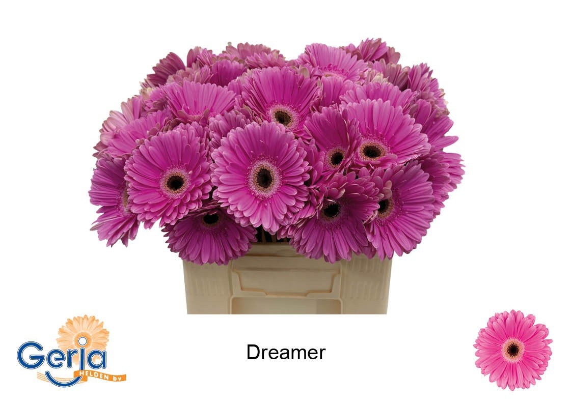 Gerbera Dreamer