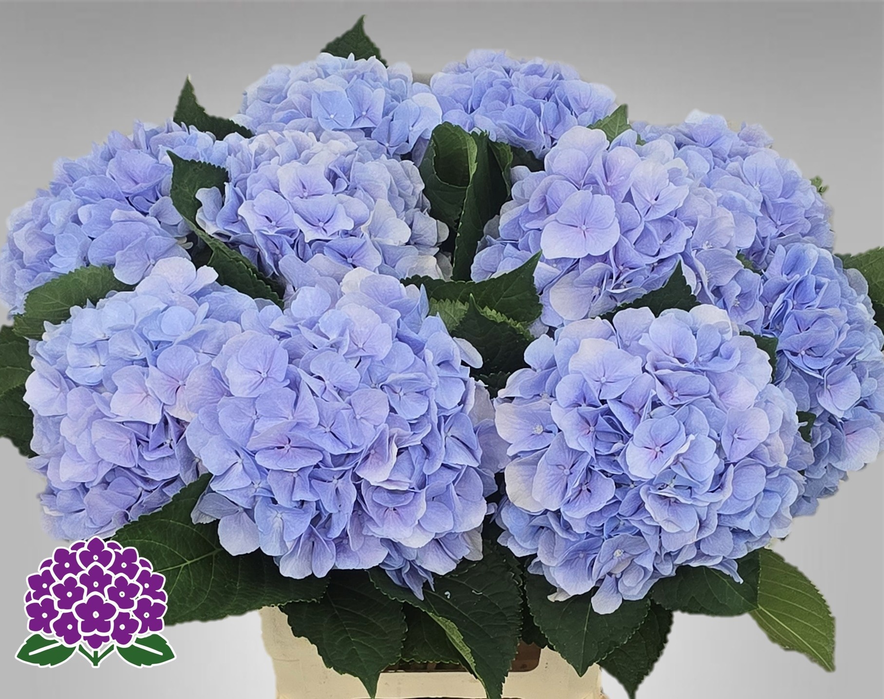 Hydrangea Verena Blue 60cm 21Ø