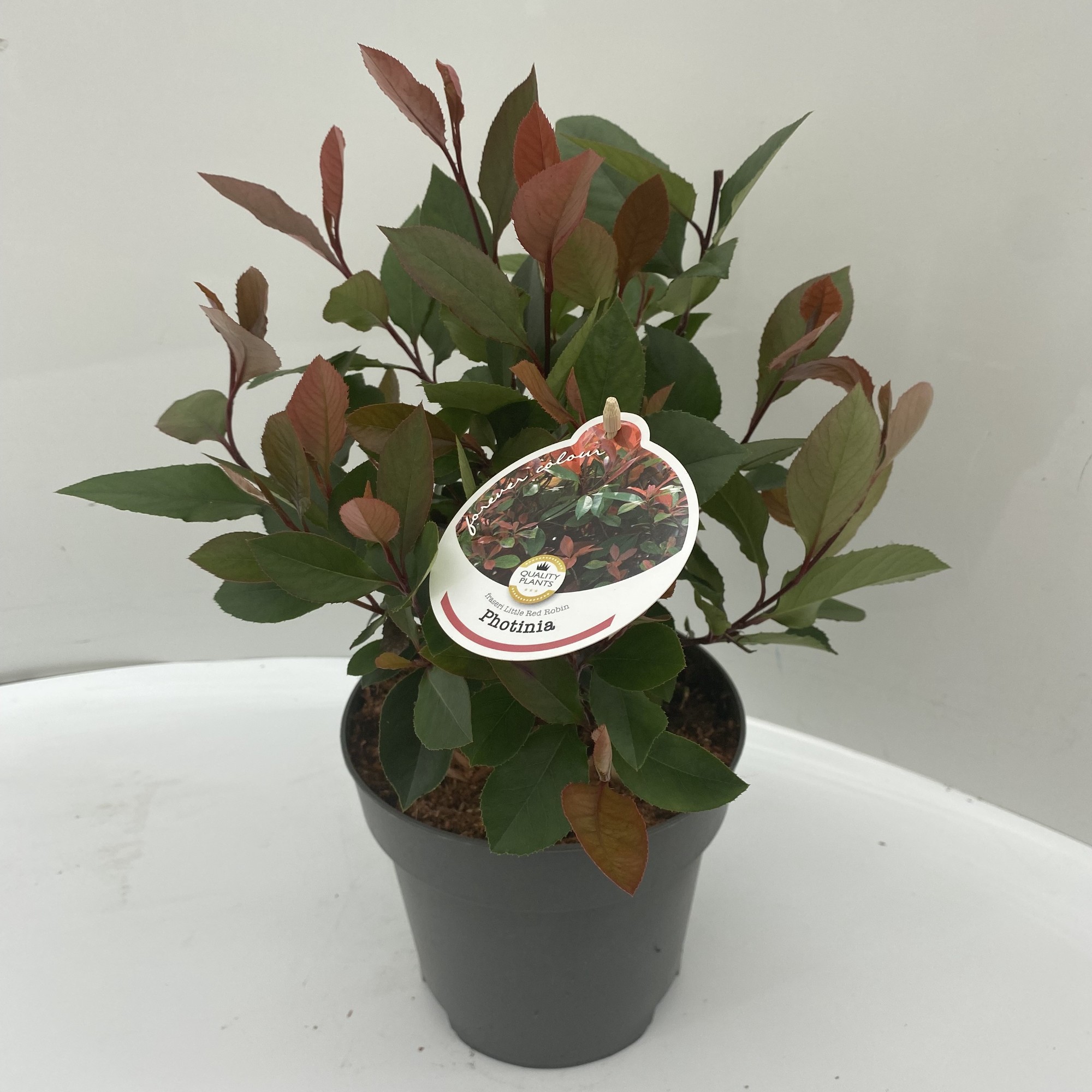 Picture of Photinia fraseri Little Red Robin P17 (2 Ltr)