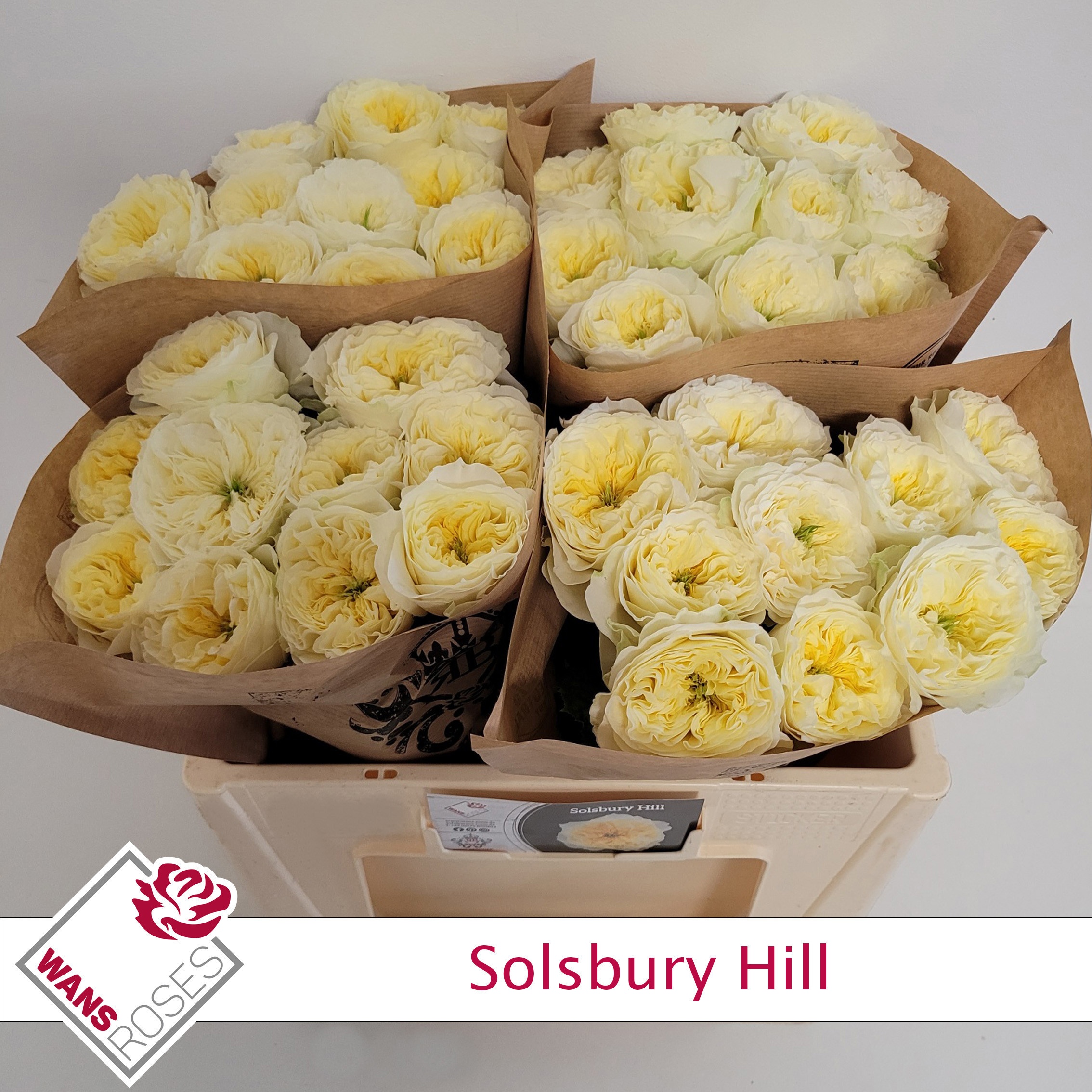 Rosa Garden Solsbury Hill 50cm