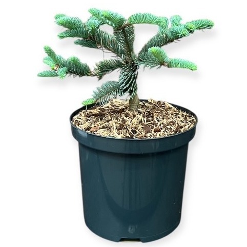Abies p. 'Glauca'