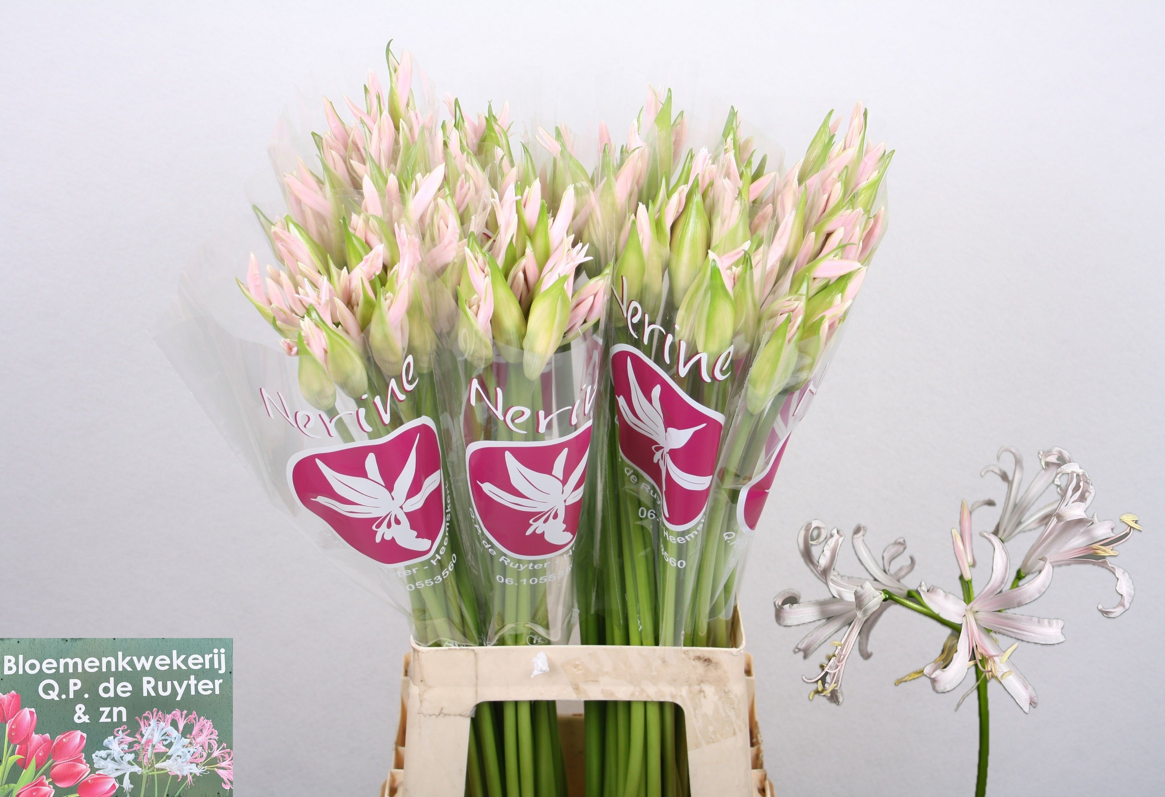 Nerine Sofie 70cm
