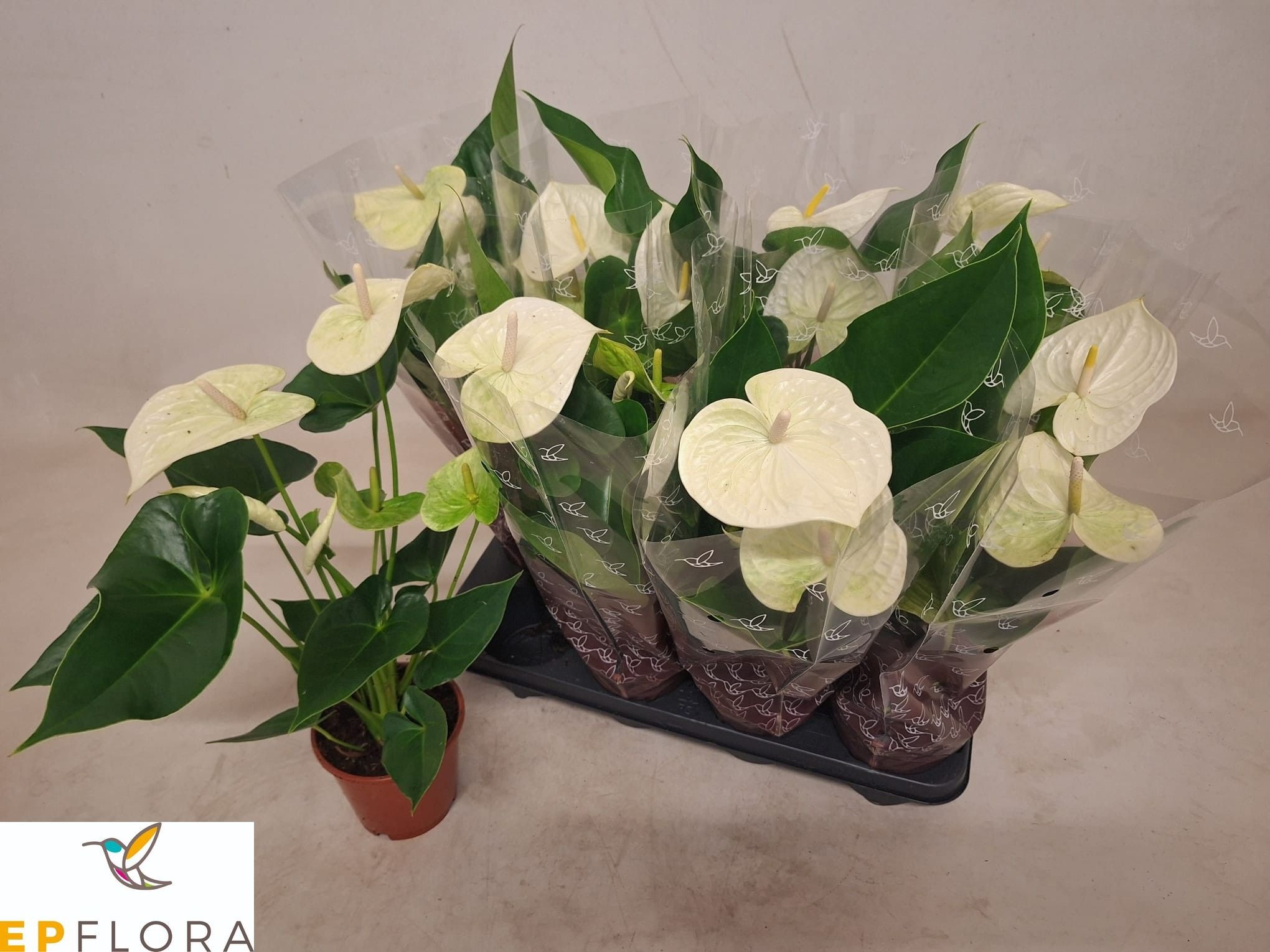 Anthu A Arisa White 14Ø 60cm