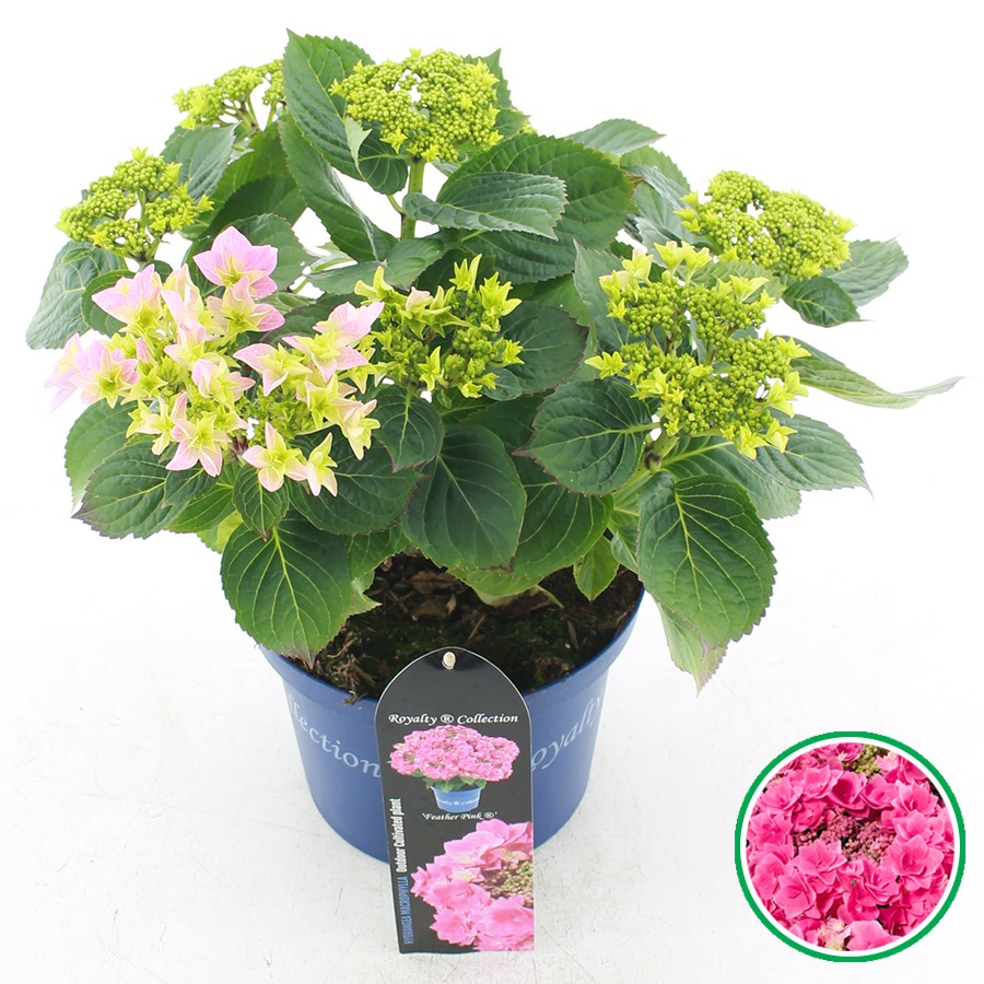 Picture of Hydrangea macr. Royalty® Feather Pink
