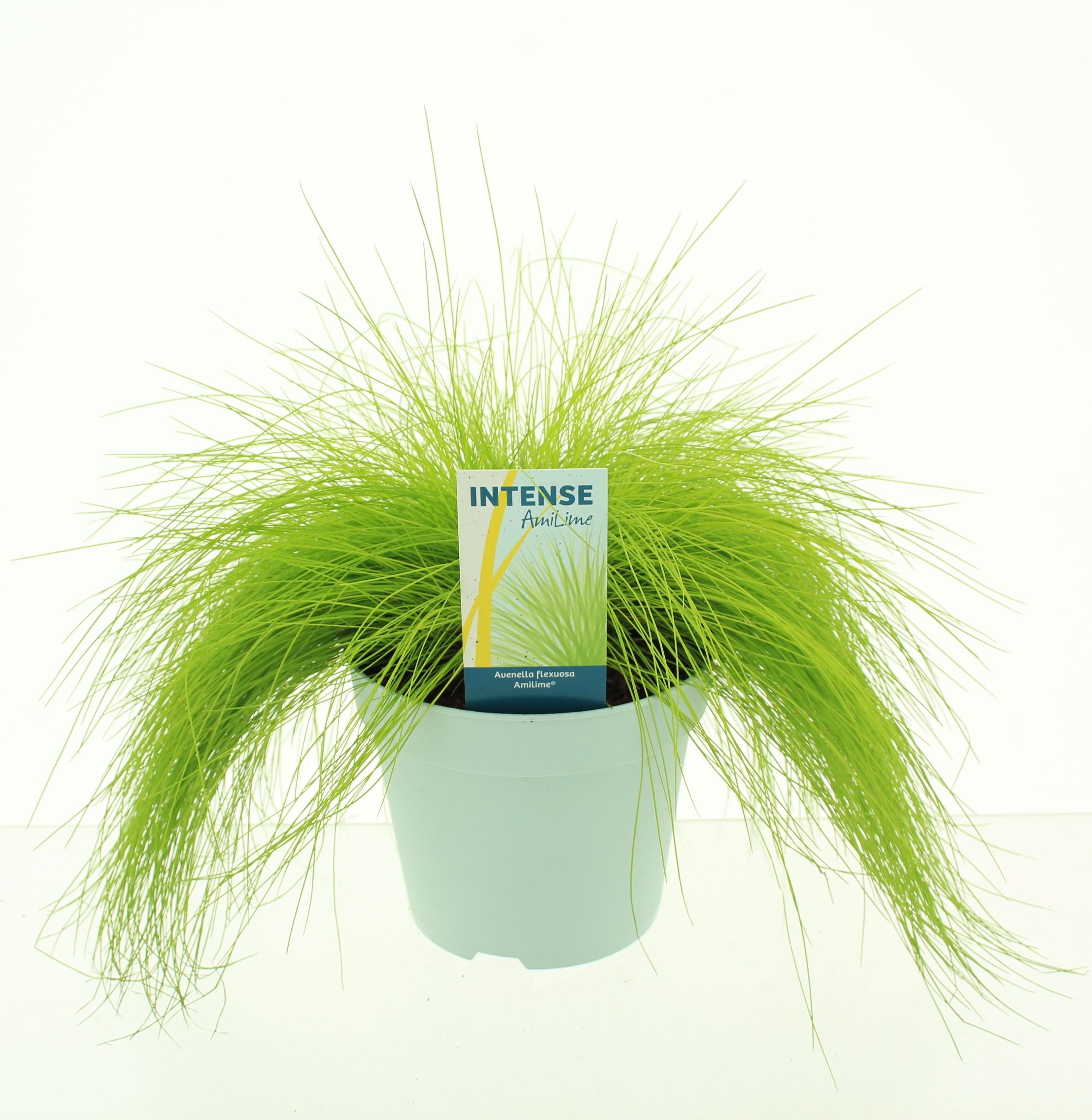 Picture of Deschampsia flexuosa AmiLime®