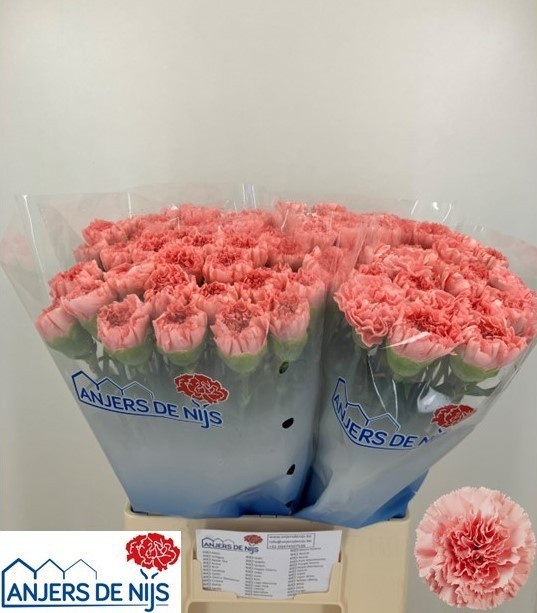 Dianthus St Kleos 60cm