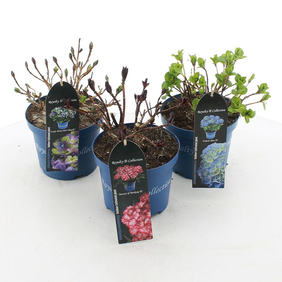 Picture of Hydrangea macr. Royalty Collection® MIX C3.5 (20cm.)