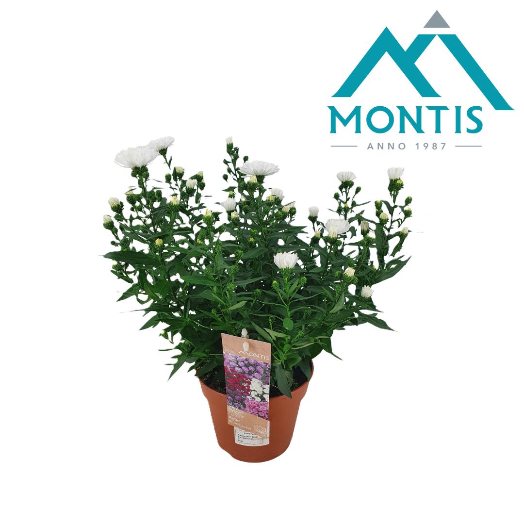 Picture of Aster Showmaker Snow White P14 25CM