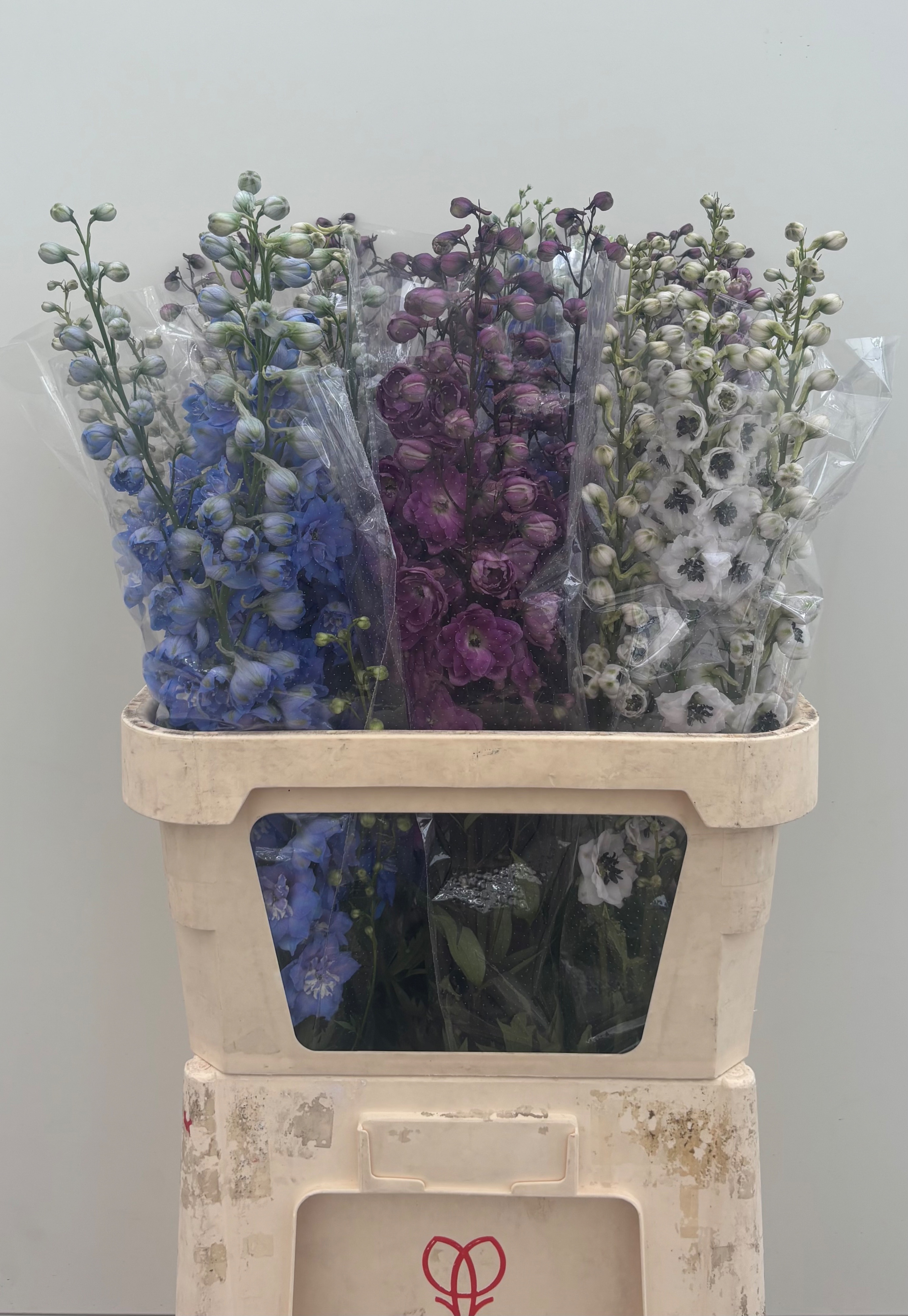 Delphinium El Mixed 90cm