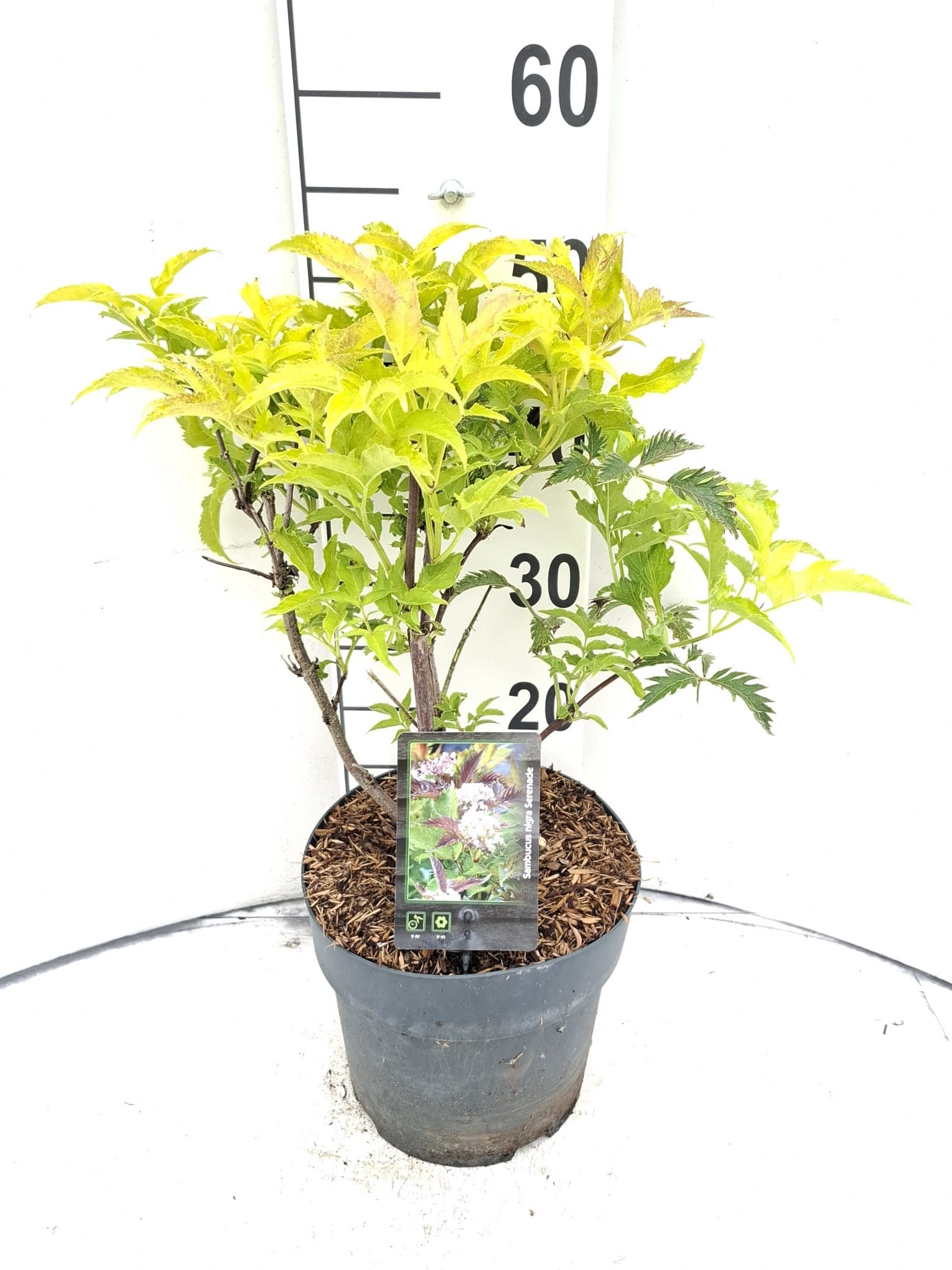 Sambucus nigra 'Serenade'