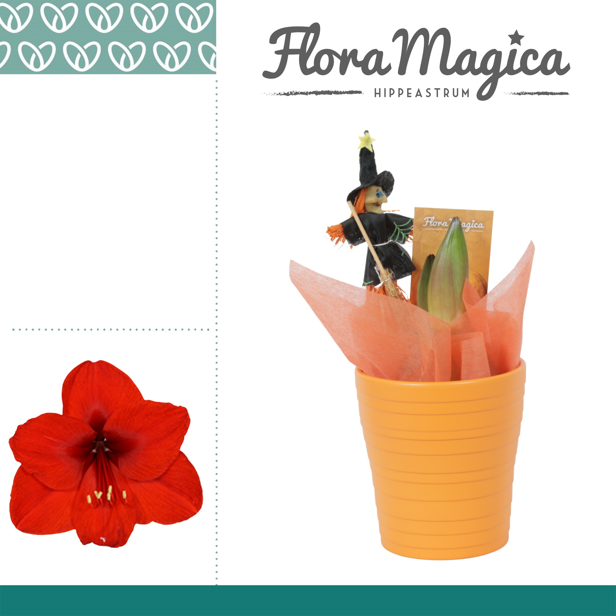 Amaryllis Rood 2 Knop In Amy Halloween