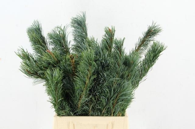 Coniferen Snijgroen 50L.cm
