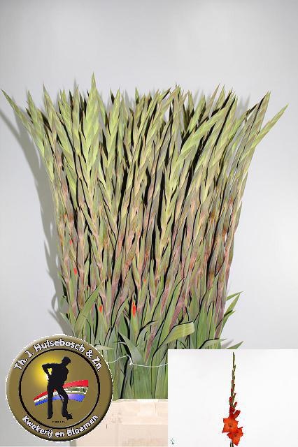 Gladiolus Live Oak 110cm 150gram