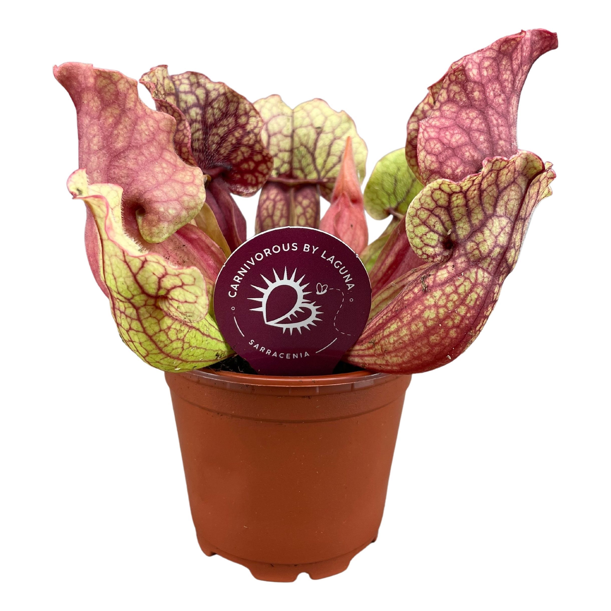 Sarracenia Ov 508P 15H