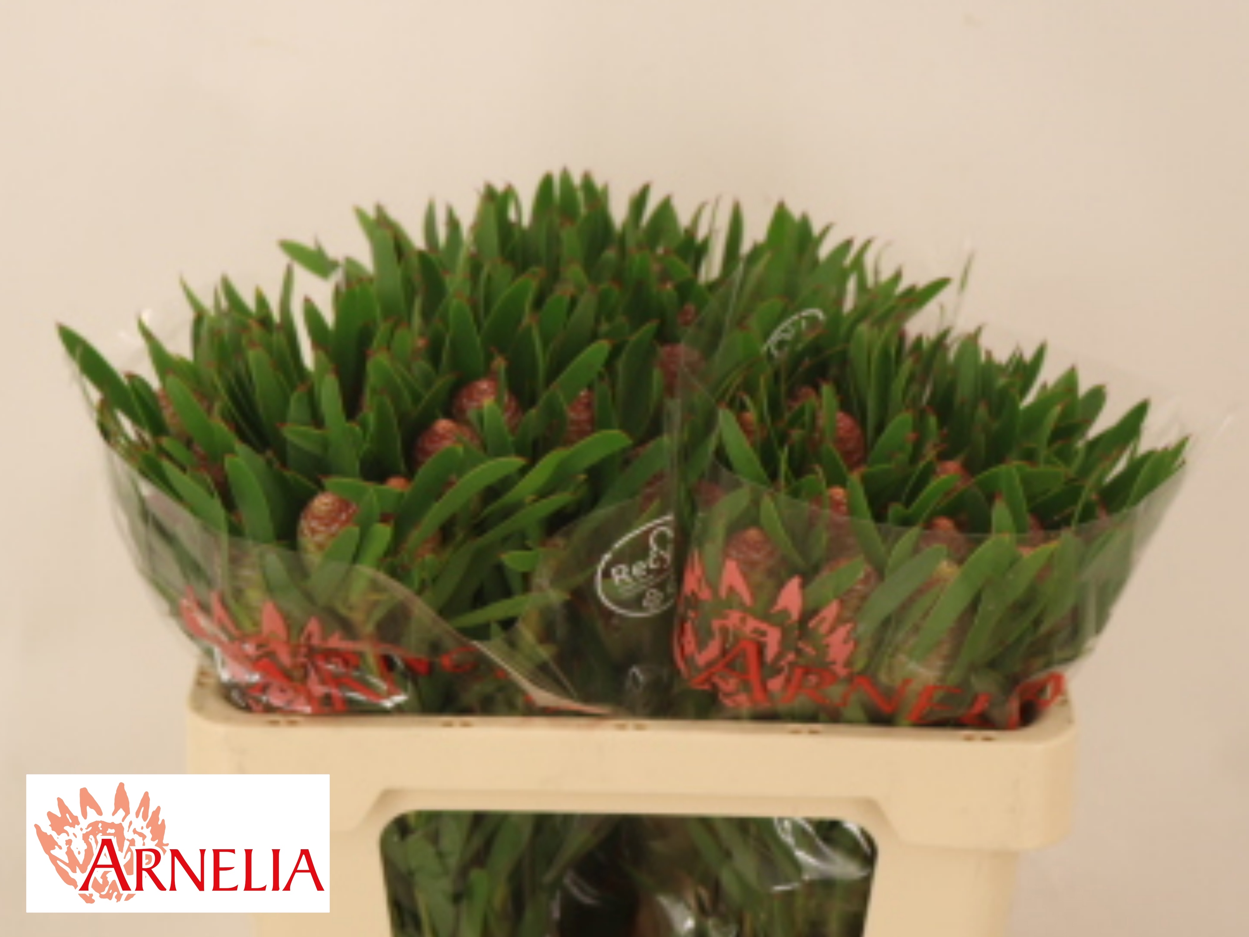 Leucadendron Blush Pearl 50cm