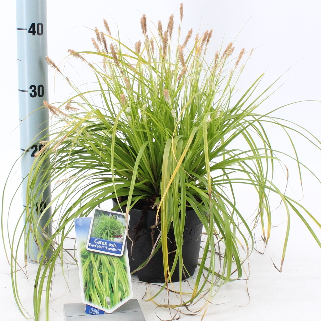 Picture of Carex oshimensis EverColor® 'Everillo' PBR