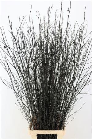 Betula (BIRCH) Painted 120cm