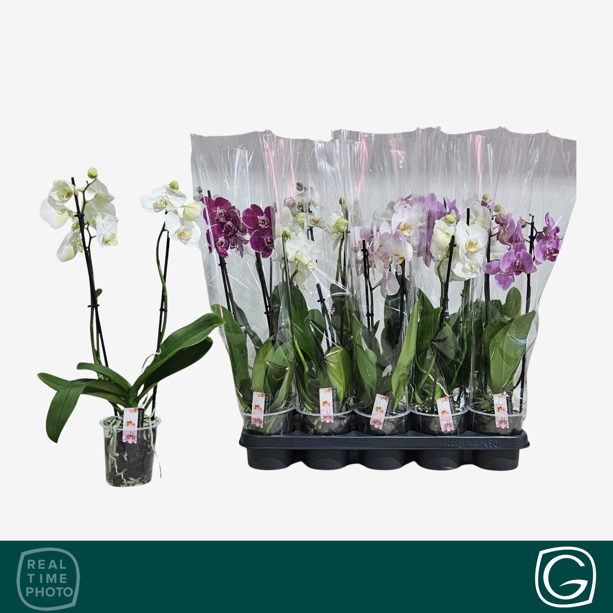Phal Gem 4 Kl 12Ø 50cm
