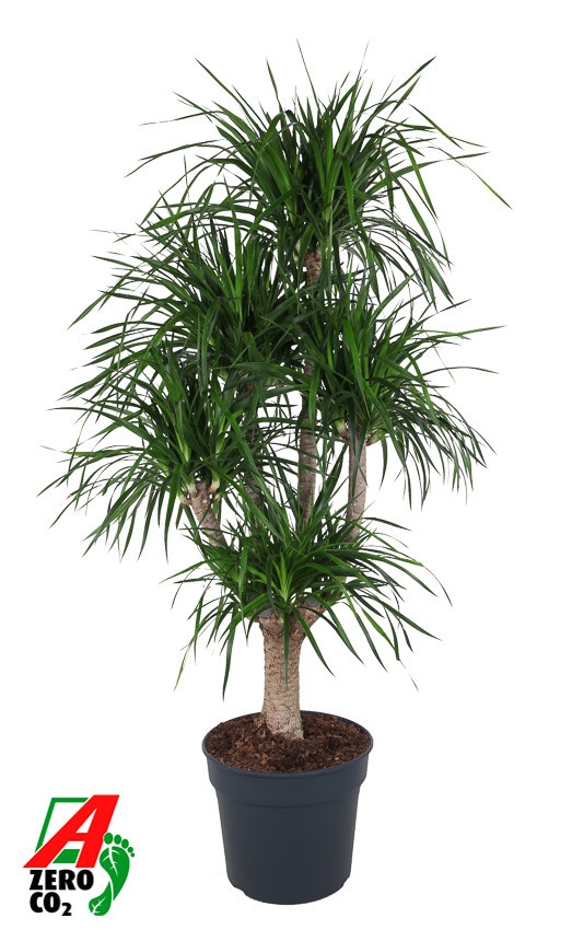 Dracaena Angustifolia vertakt