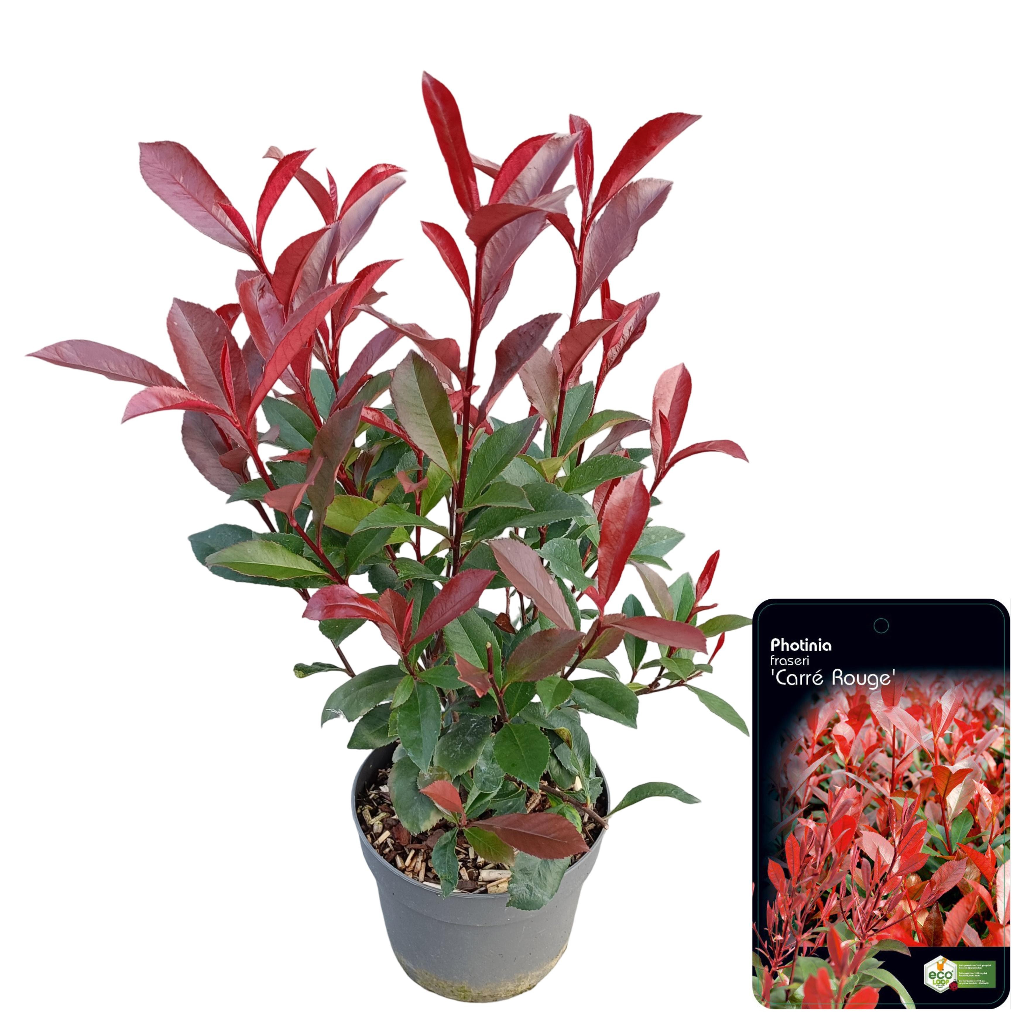 Picture of Photinia fraseri 'Carré Rouge' C2