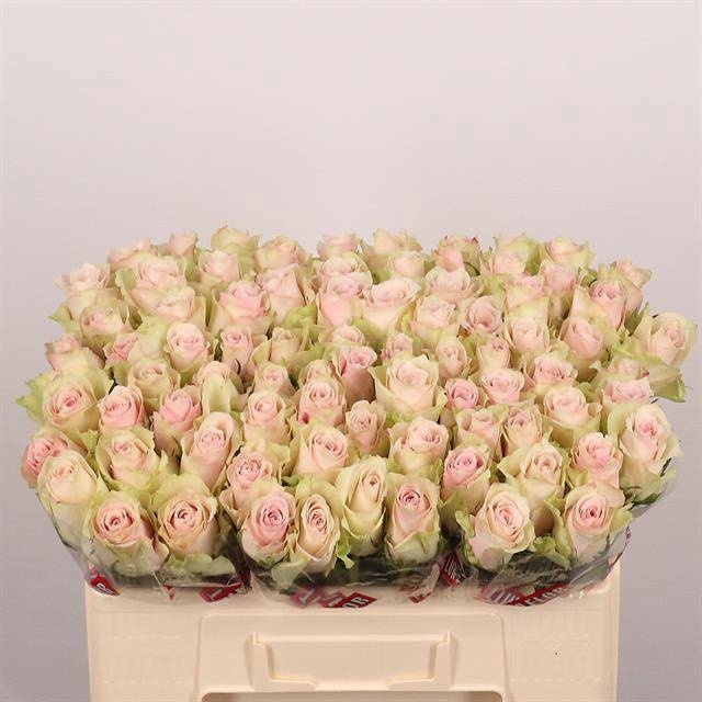 Rosa Pink Athena 50cm