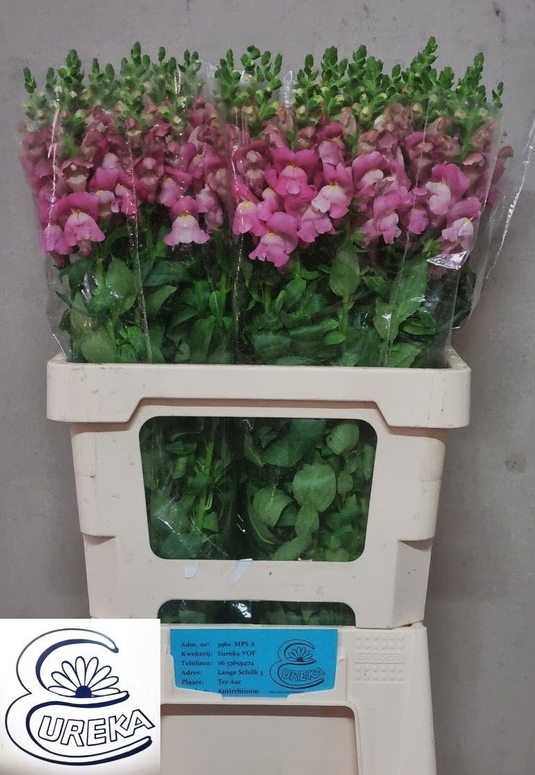 Antirrhinum Avignon Cool Pink 60cm