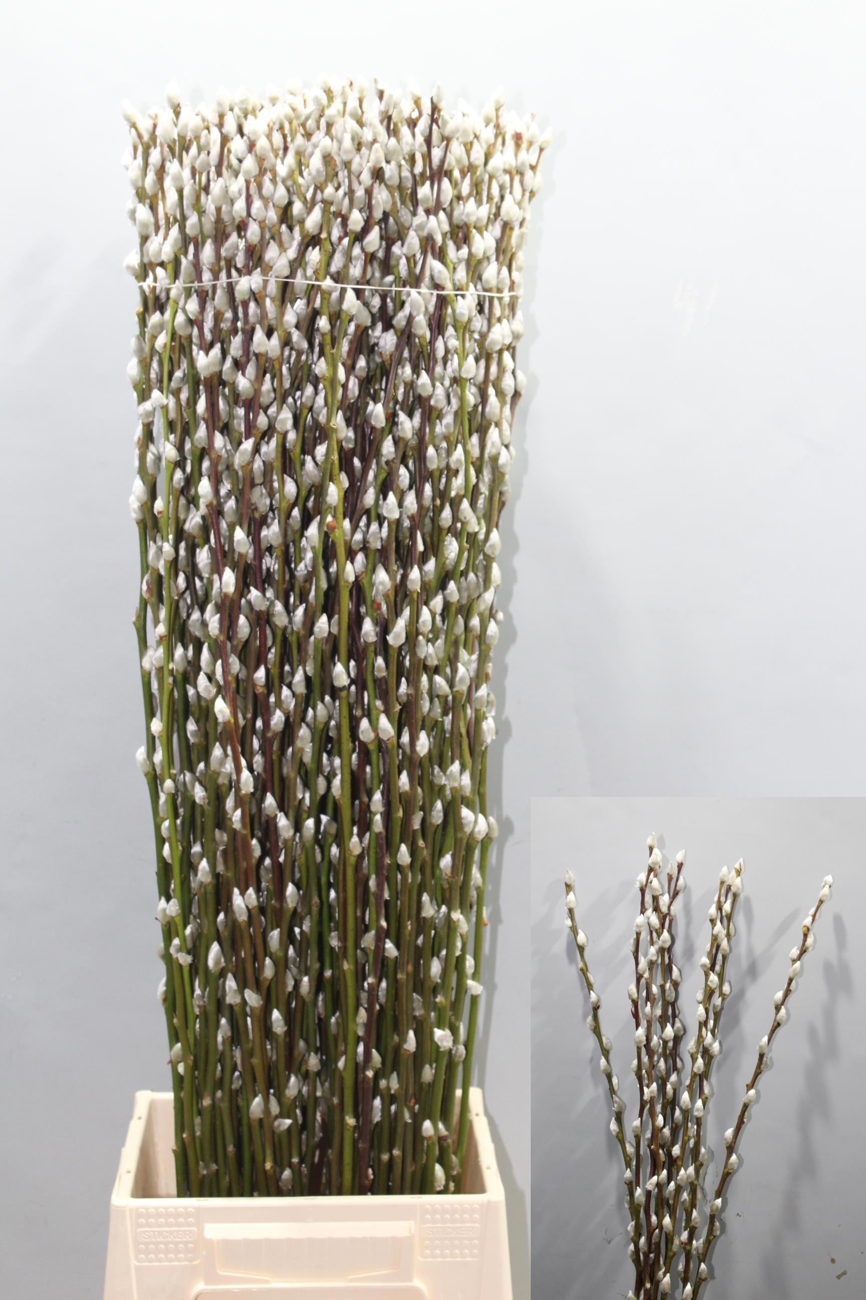 Salix Ca Snow Flake