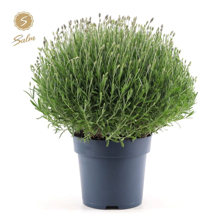 Picture of Lavandula ang. 'Felice Premium Provence'® P24