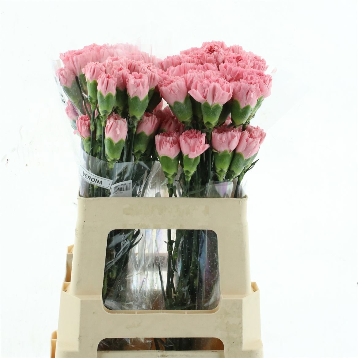 Dianthus St Lotus 50cm