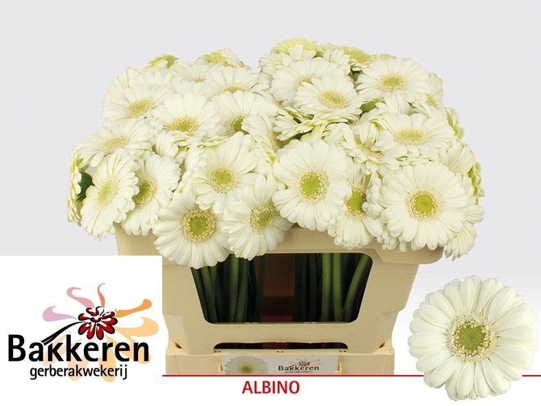 Ge Mi Albino