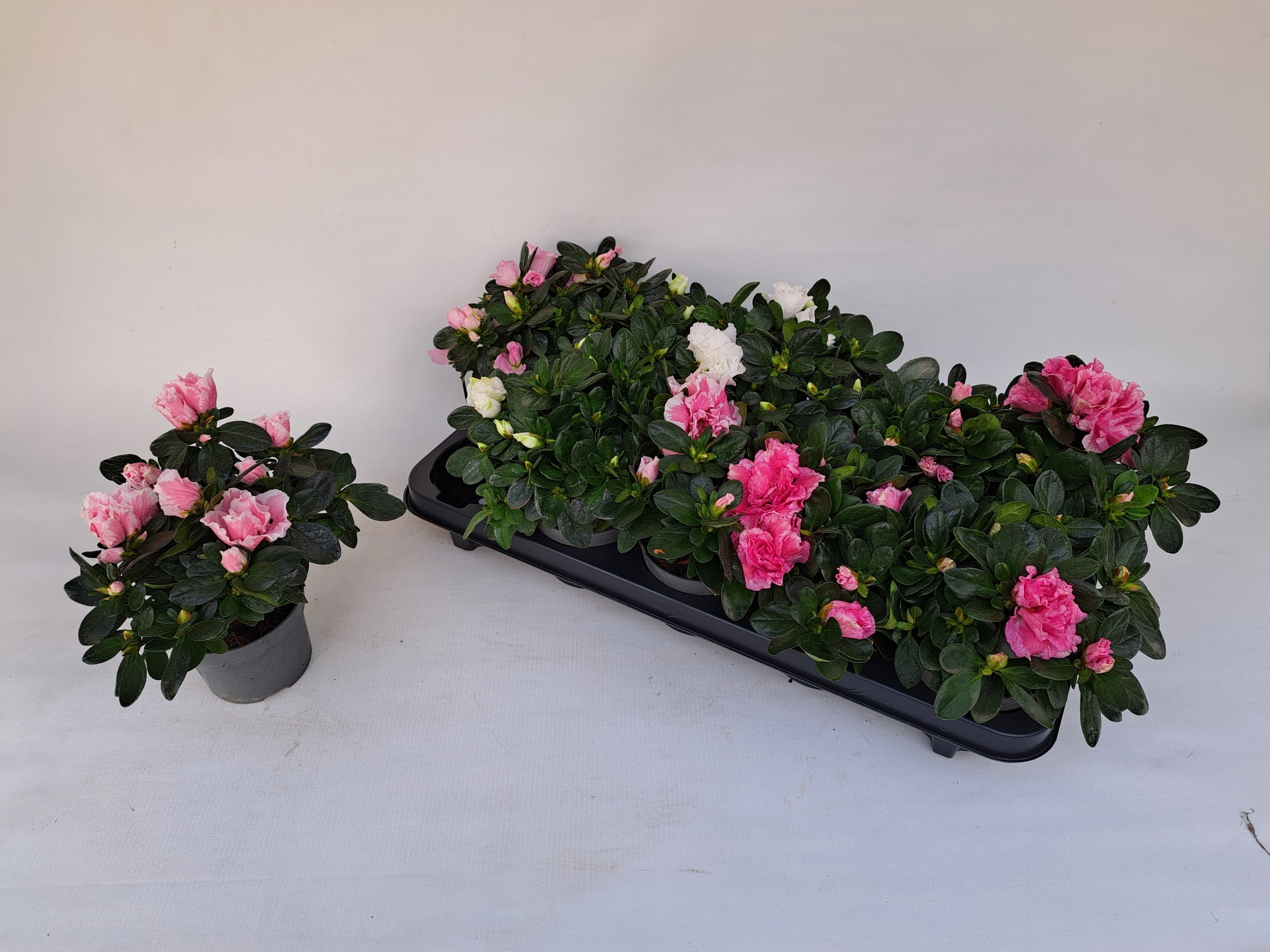 Rhodo Si Gem 5 Srt 510P 15H 12Ø Cm 23bloei
