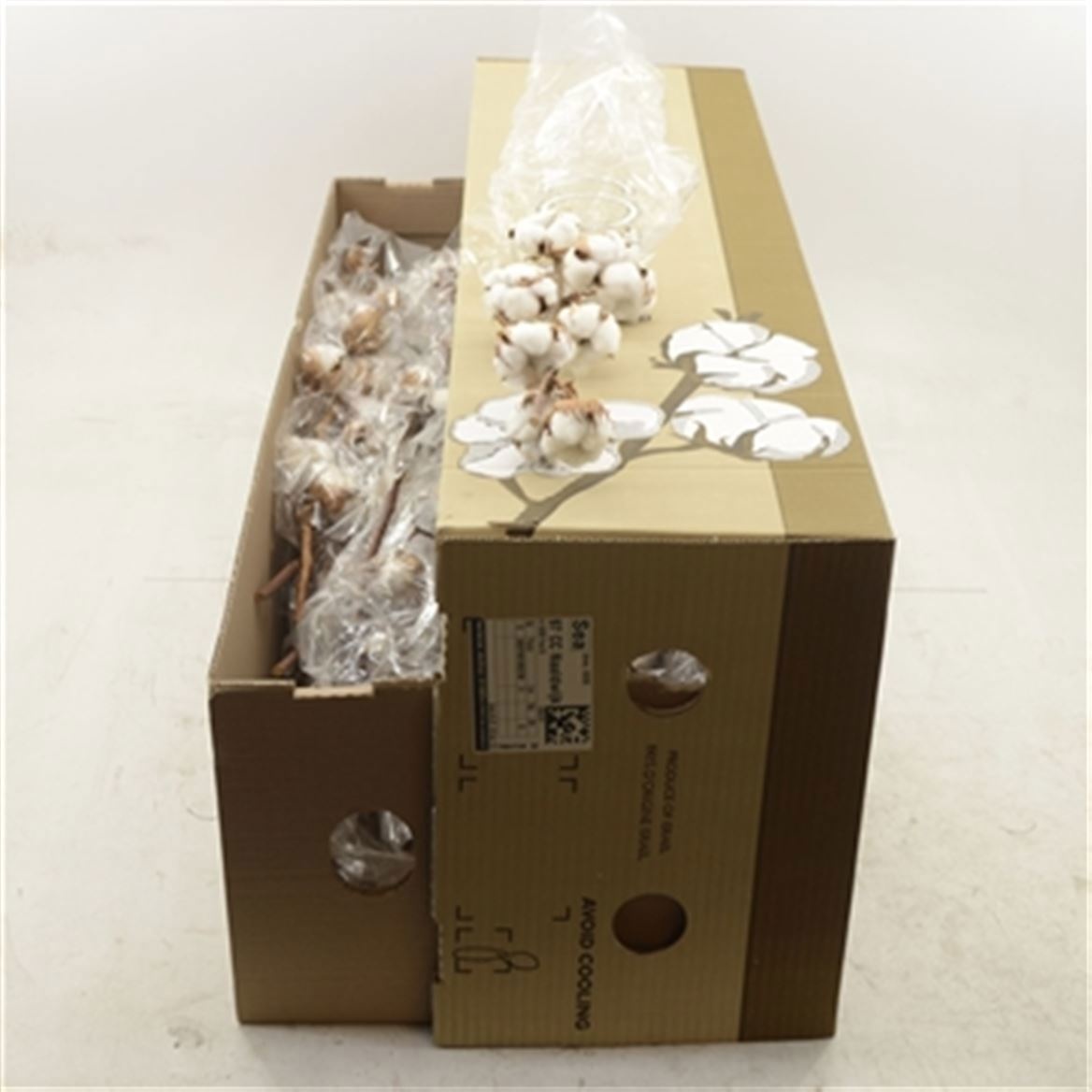 Dried Gossypium (COTTON) 70cm