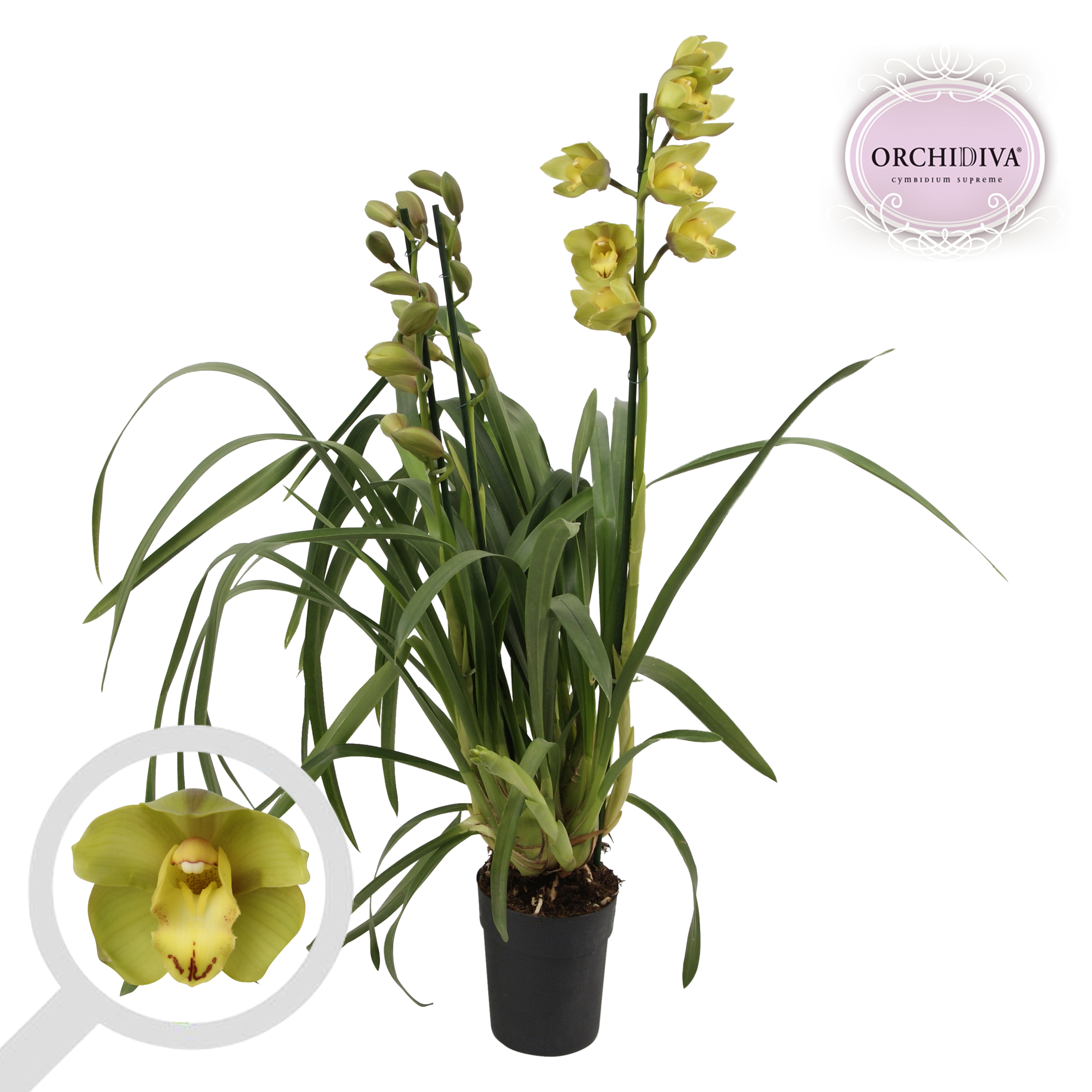 Picture of Cymbidium hybrid Green 3-4 shoots P14 85cm