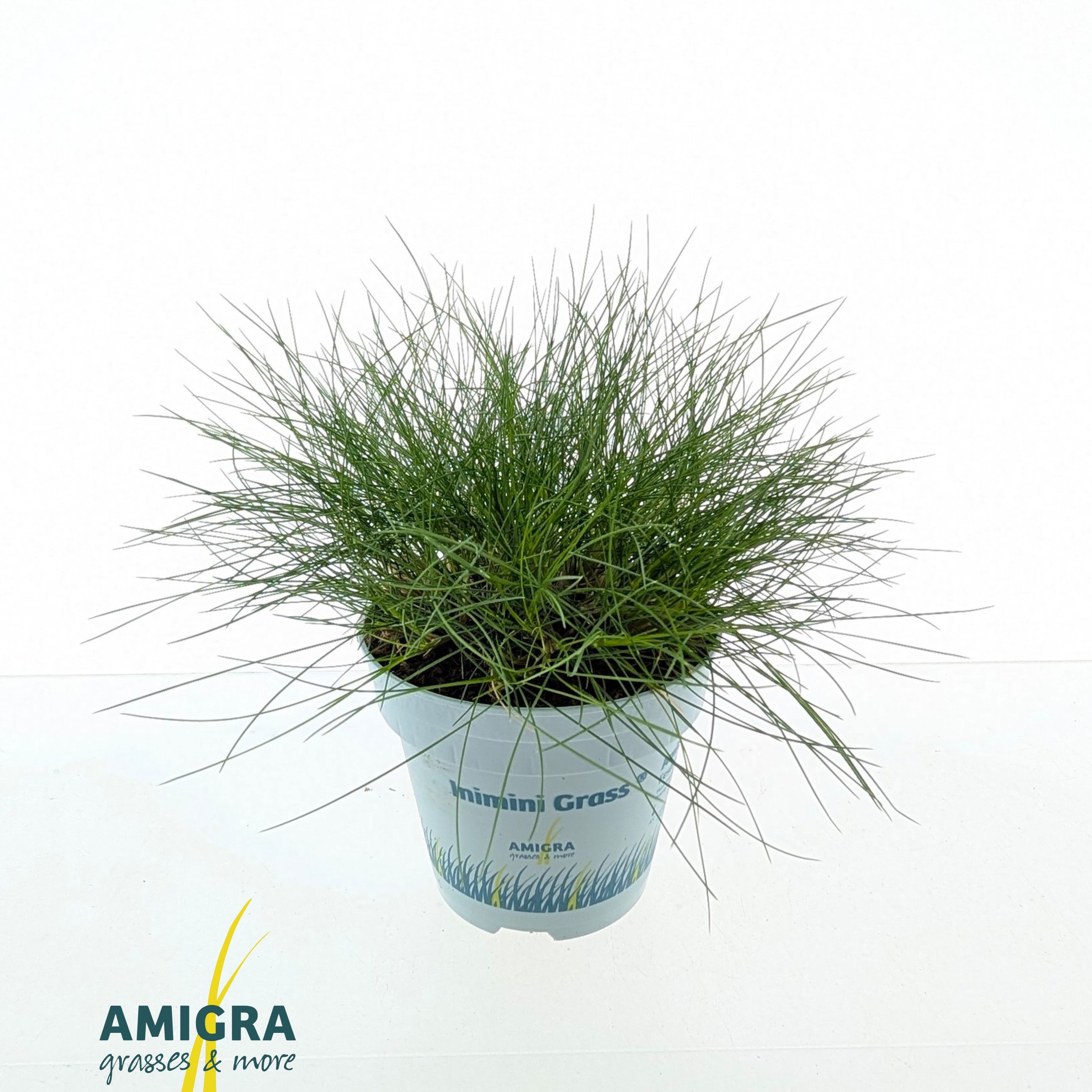 Picture of Festuca gautieri AmiGreen®