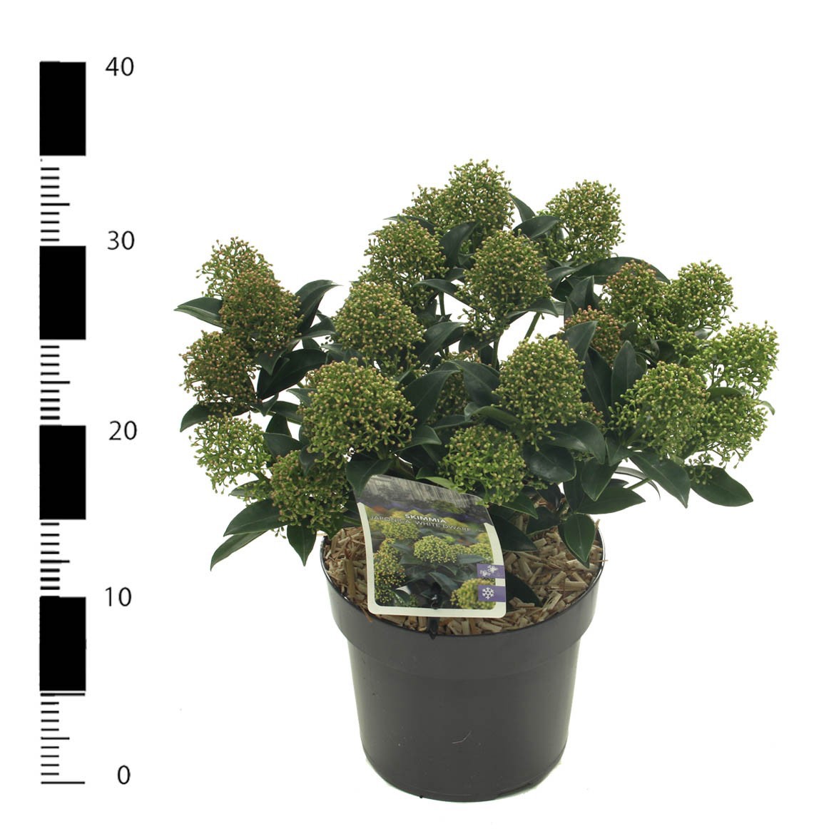 Picture of Skimmia jap. 'White Dwarf'