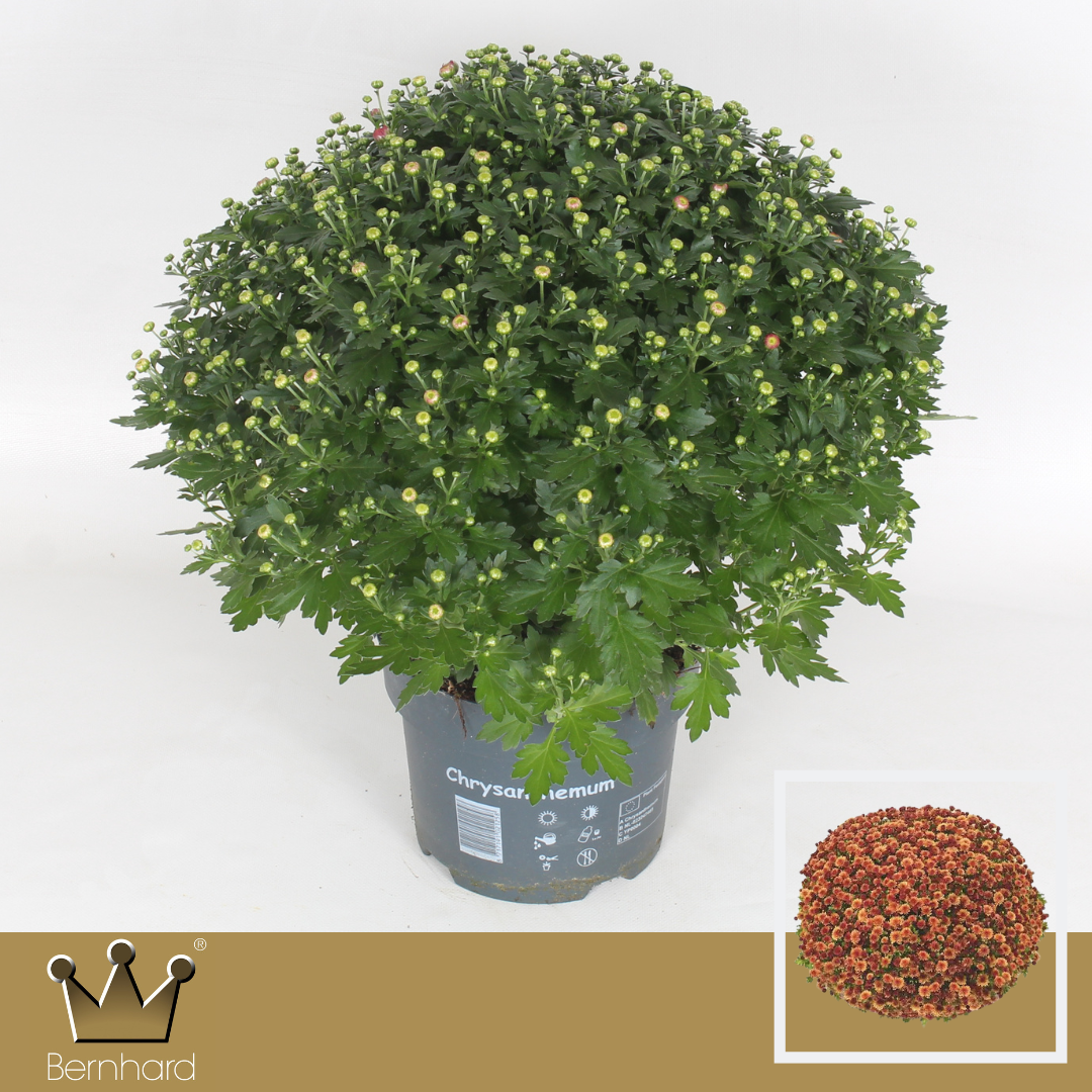 Chrysanthemum (Indicum Grp) 'Jasoda Dark Orange'