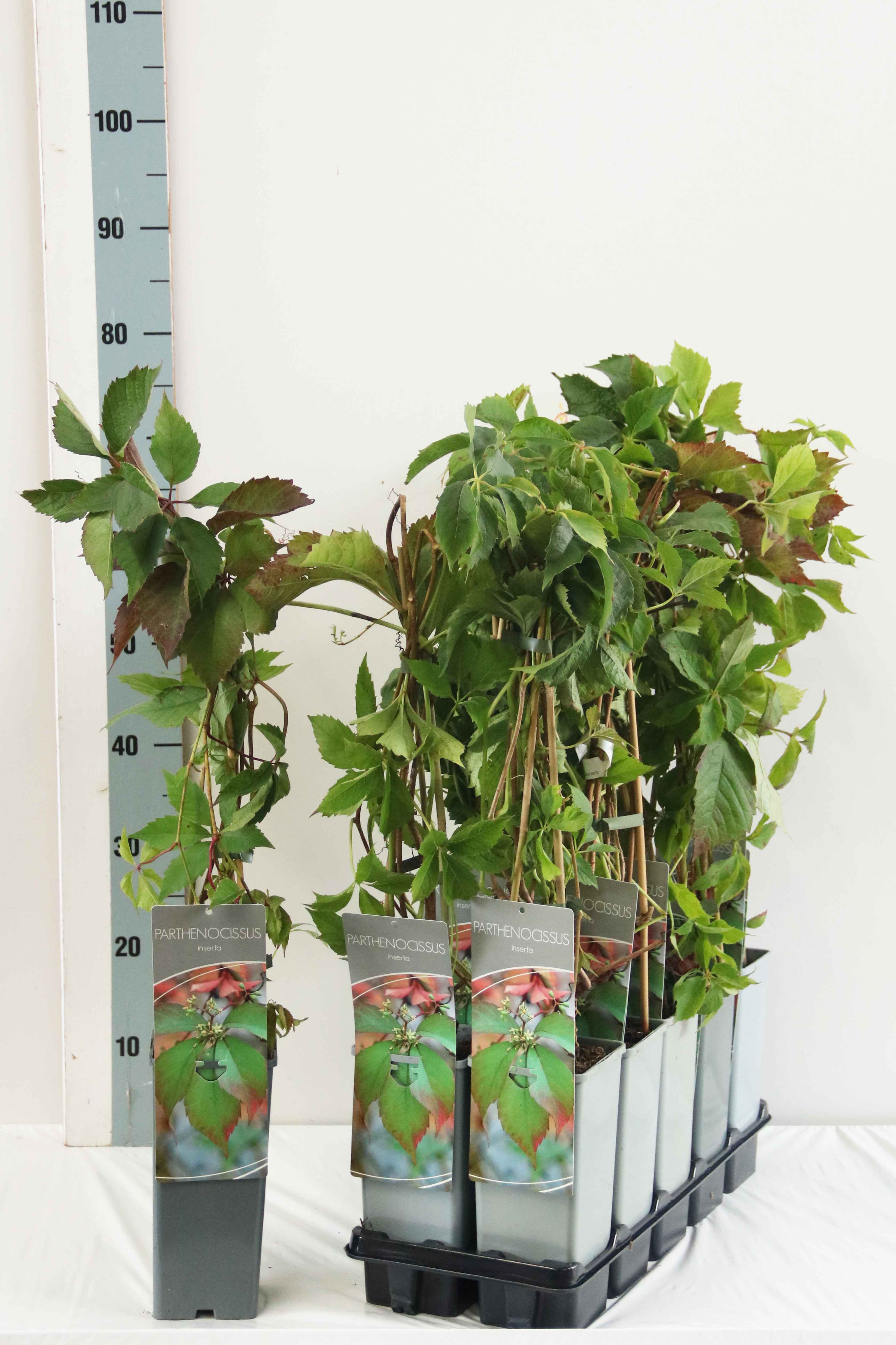 Parthenocissus inserta