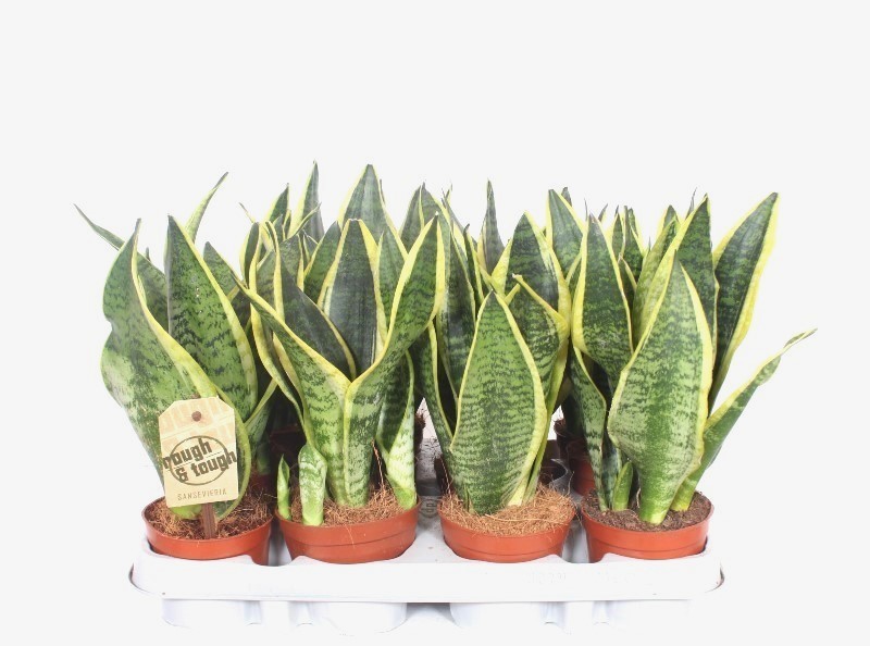 Sansevieria trifasciata 'Futura Superba' | Hamiplant