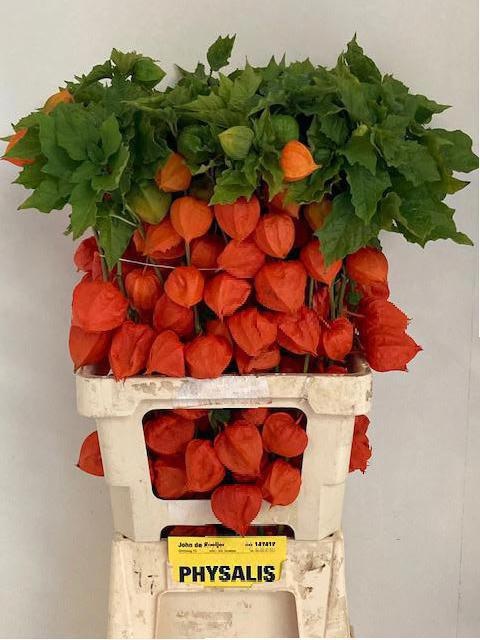 Physalis 70cm