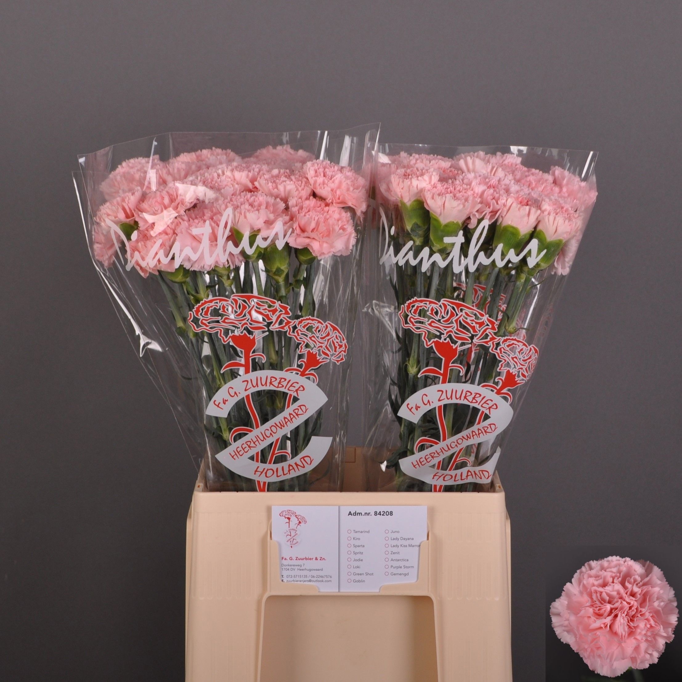 Dianthus St Jodie 60cm
