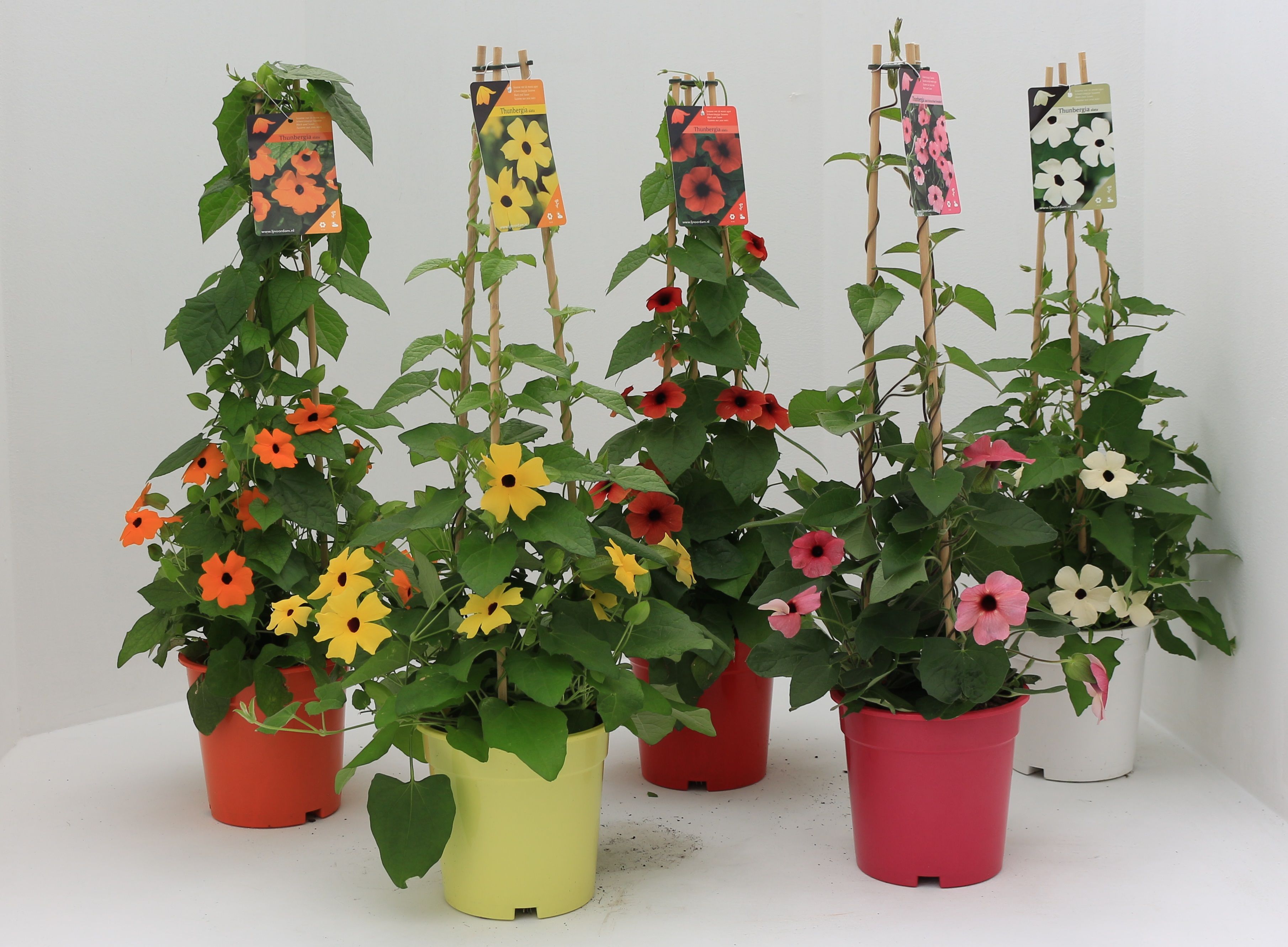 Thunbergia 17 gemengd