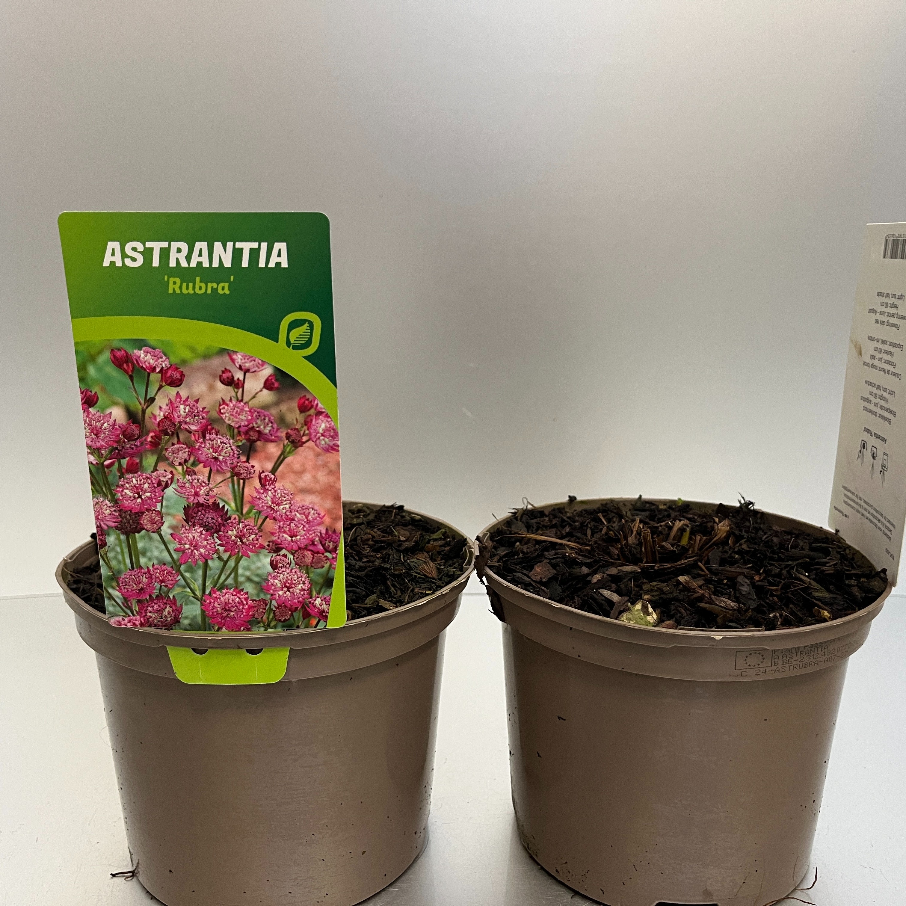 Picture of Astrantia Rubra P17 (2 Ltr) (LOOSE)