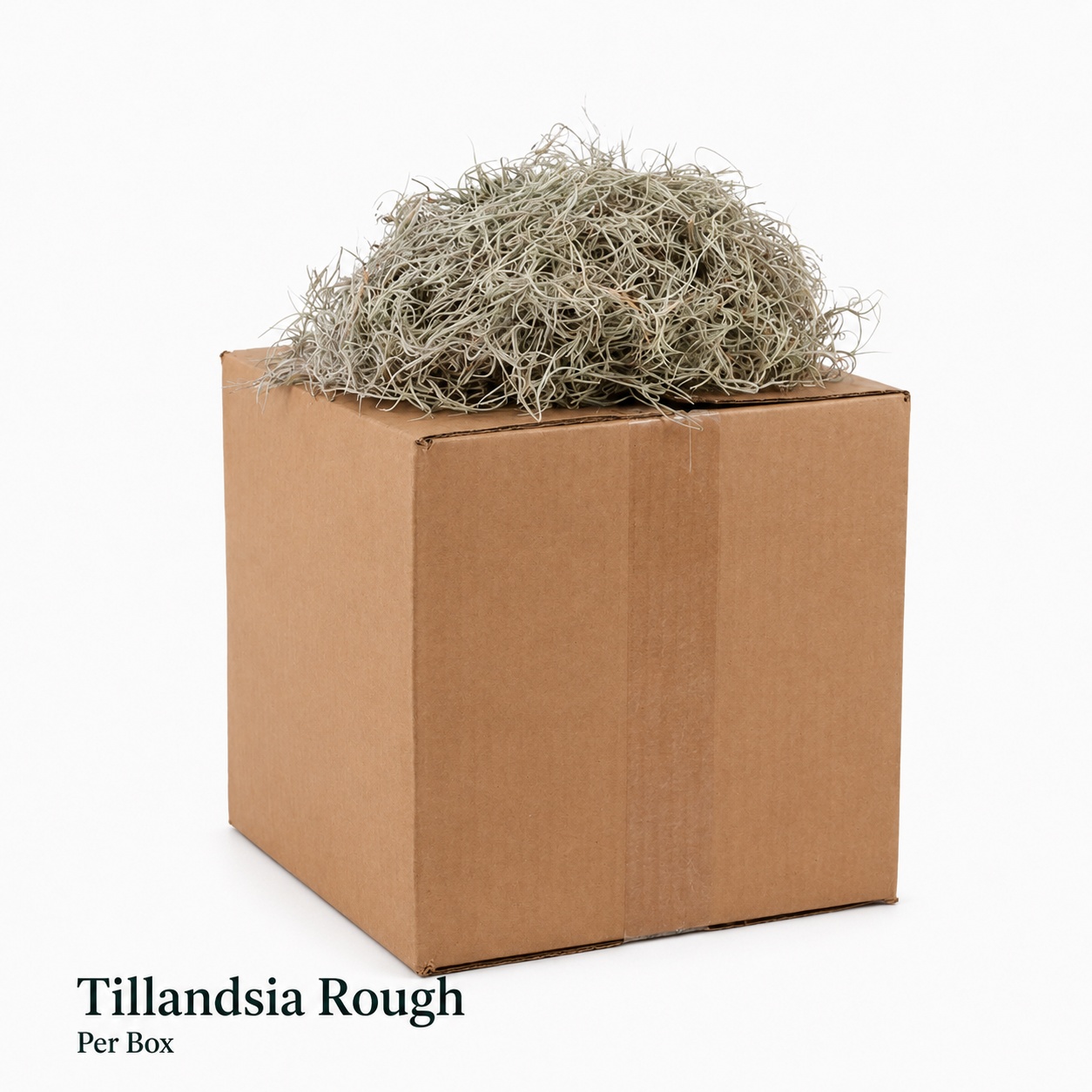 Tillandsia Usneoides