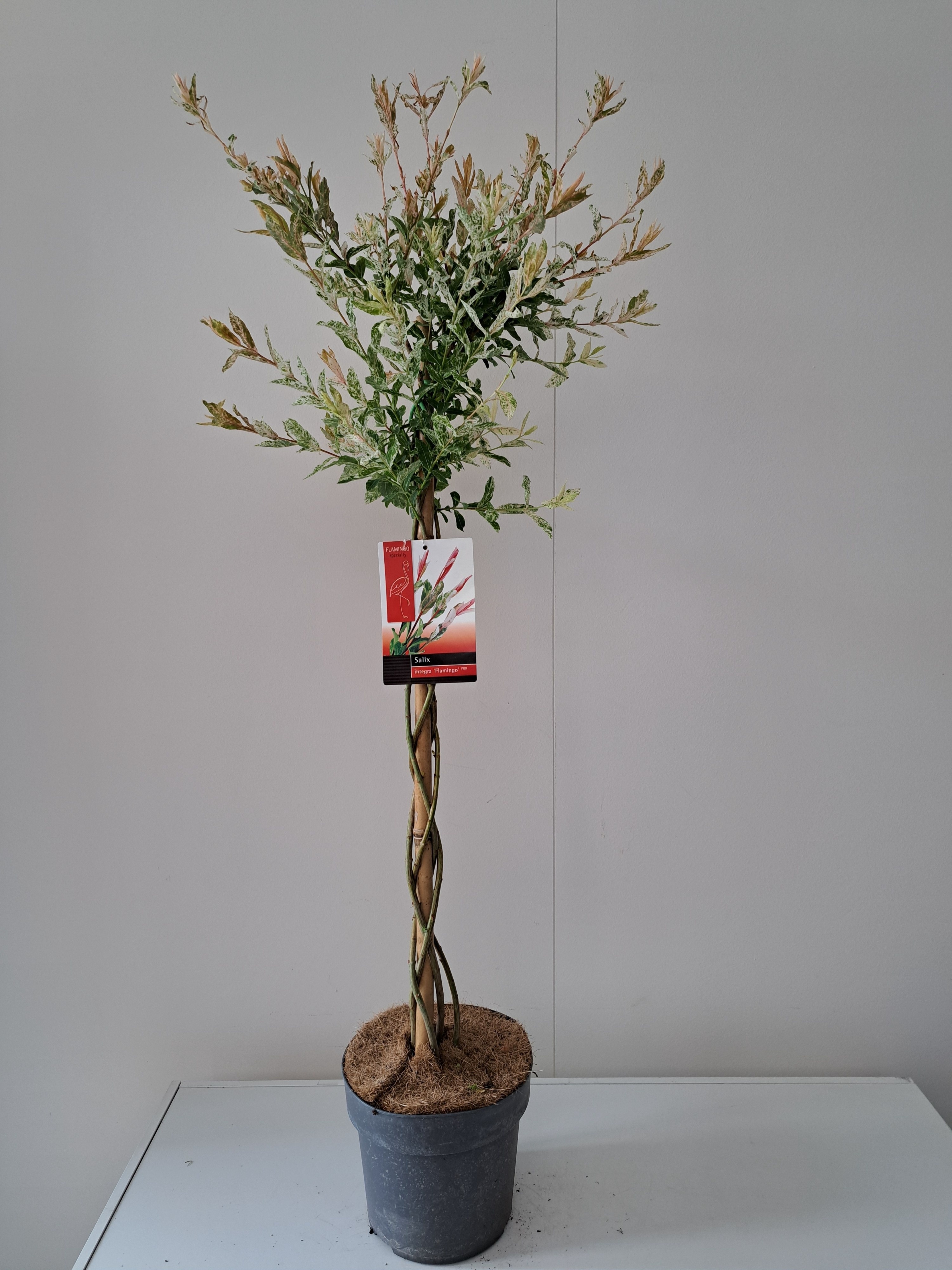 Picture of Salix Flamingo gevlochten stam p21