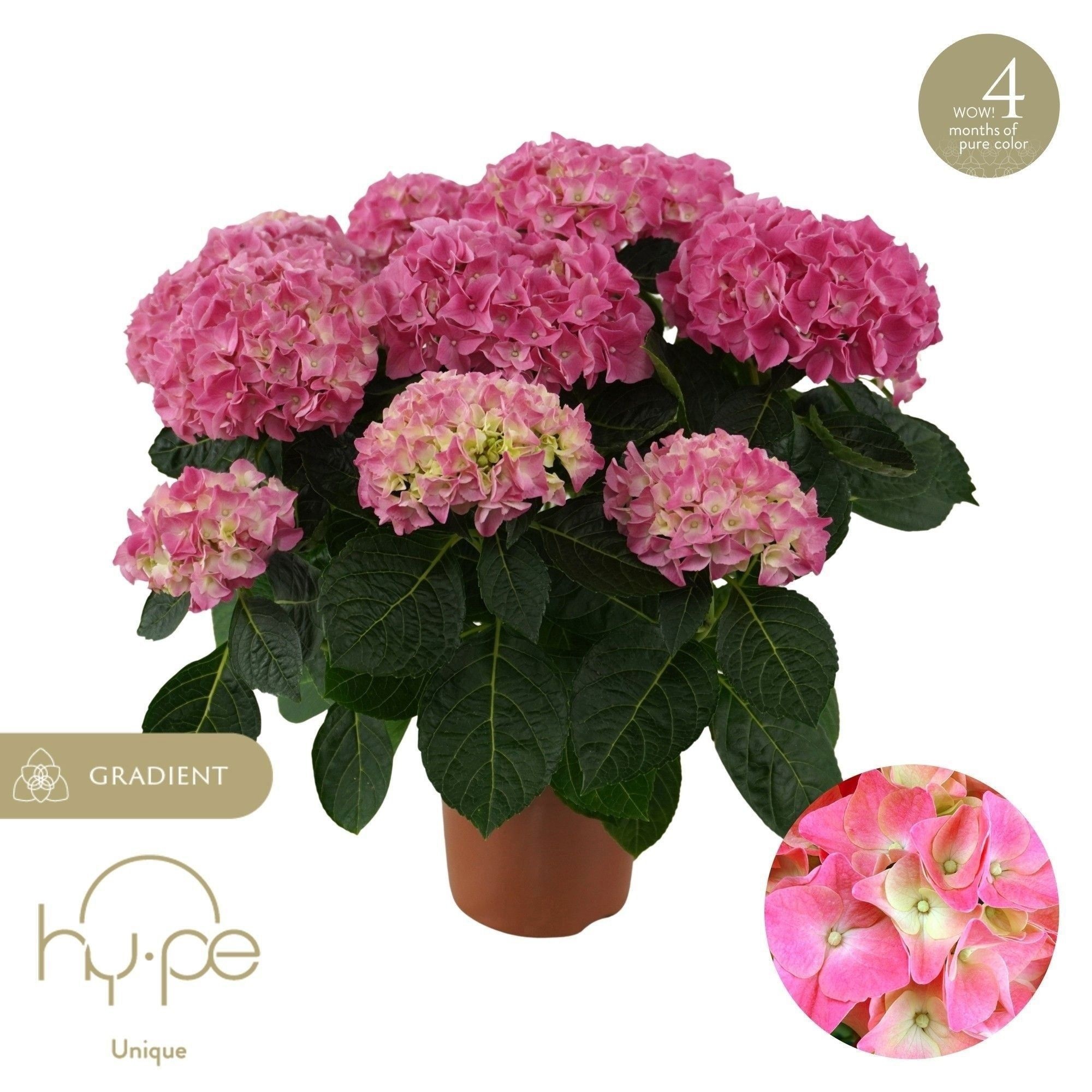 Hydr M Hi Halo 14P 36H 7bloem 34bloei